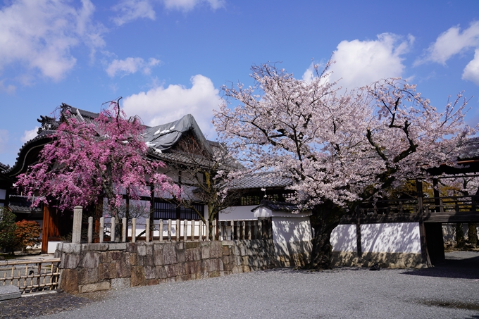 京都_桜_2020_27　妙顕寺　No11