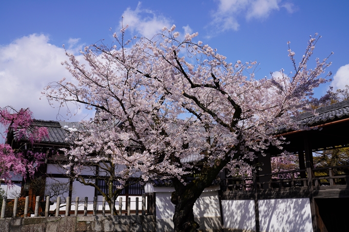 京都_桜_2020_27　妙顕寺　No12