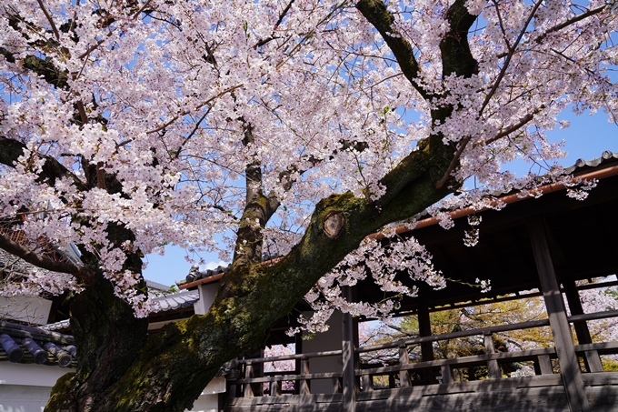 京都_桜_2020_27　妙顕寺　No13