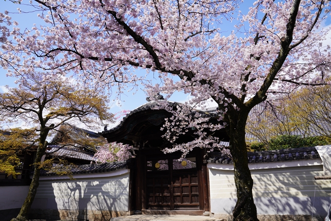 京都_桜_2020_27　妙顕寺　No14