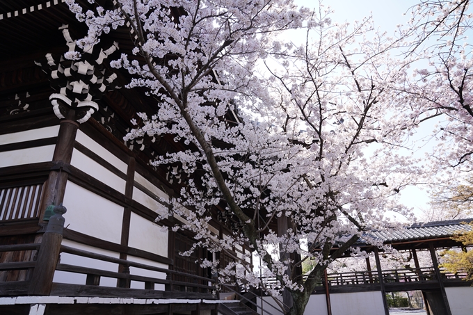 京都_桜_2020_27　妙顕寺　No15