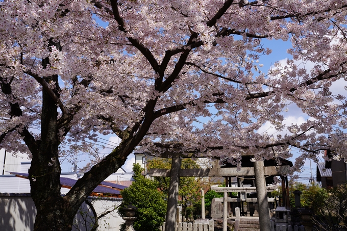 京都_桜_2020_27　妙顕寺　No20