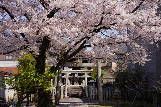 京都_桜_2020_27　妙顕寺　No21