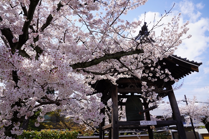 京都_桜_2020_27　妙顕寺　No22