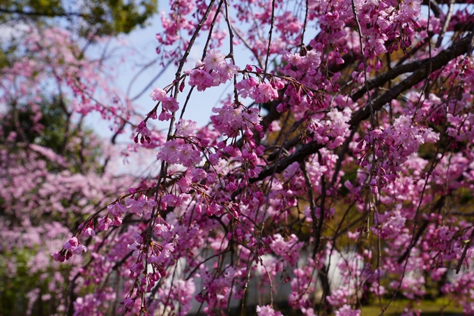 京都_桜_2020_27　妙顕寺　No23