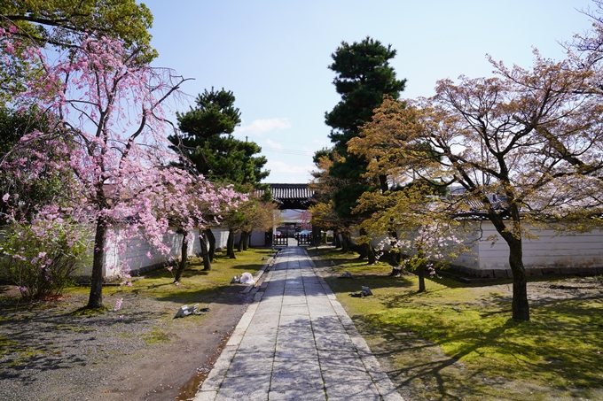 京都_桜_2020_27　妙顕寺　No24