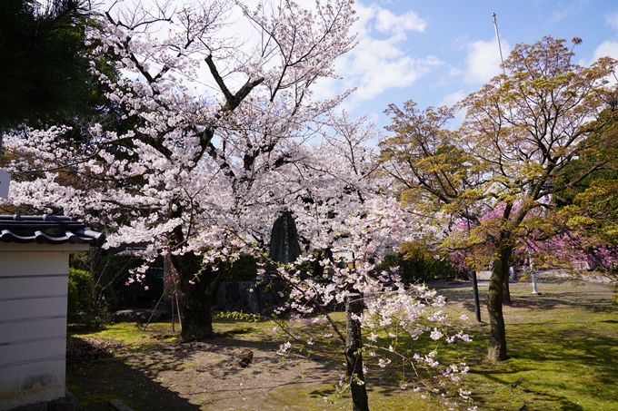 京都_桜_2020_27　妙顕寺　No25