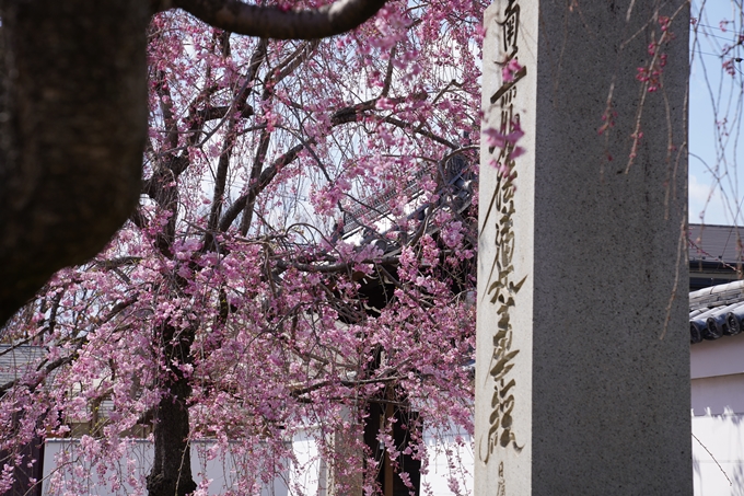 京都_桜_2020_27　妙顕寺　No26