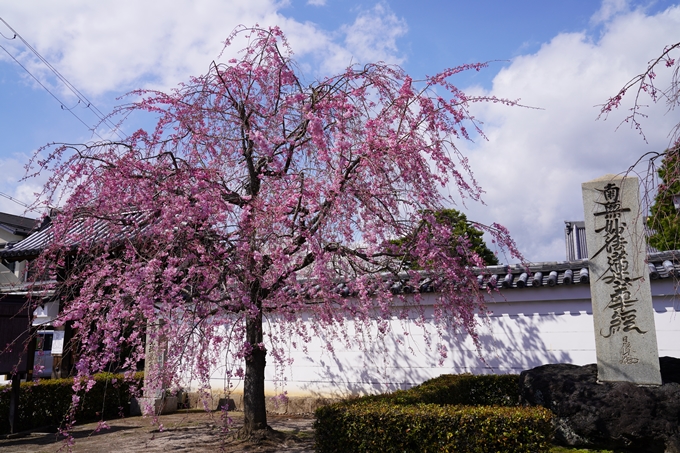 京都_桜_2020_27　妙顕寺　No27