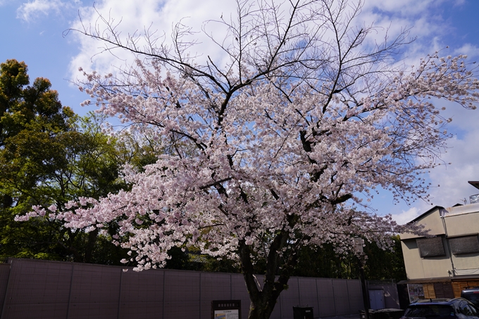 京都_桜_2020_28　本法寺　No2