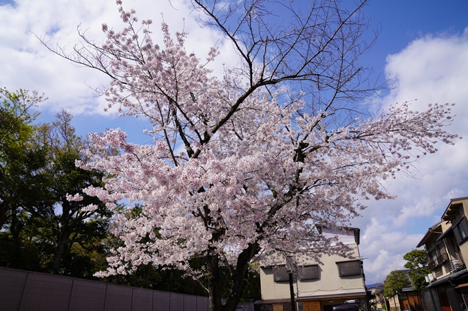 京都_桜_2020_28　本法寺　No3