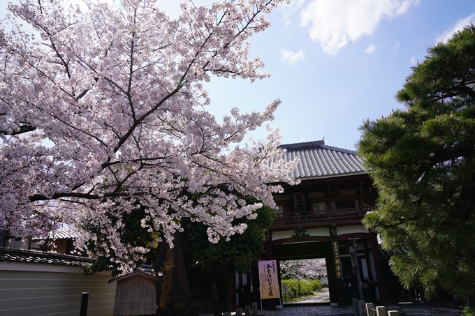 京都_桜_2020_28　本法寺　No4