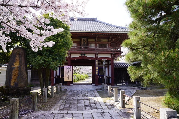 京都_桜_2020_28　本法寺　No5