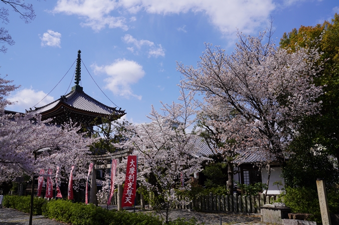 京都_桜_2020_28　本法寺　No6