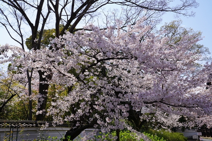 京都_桜_2020_28　本法寺　No7