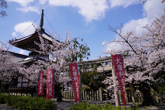 京都_桜_2020_28　本法寺　No8