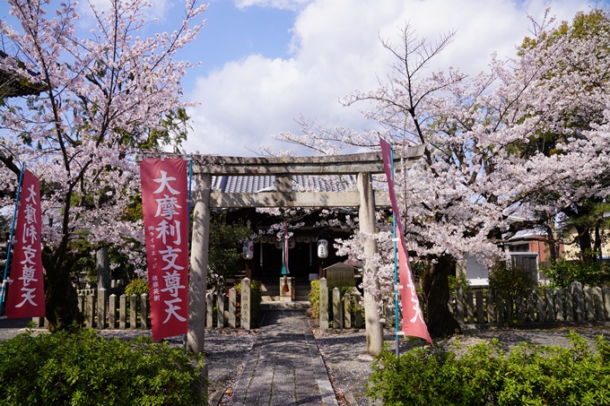 京都_桜_2020_28　本法寺　No9