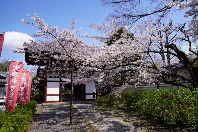 京都_桜_2020_28　本法寺　No10