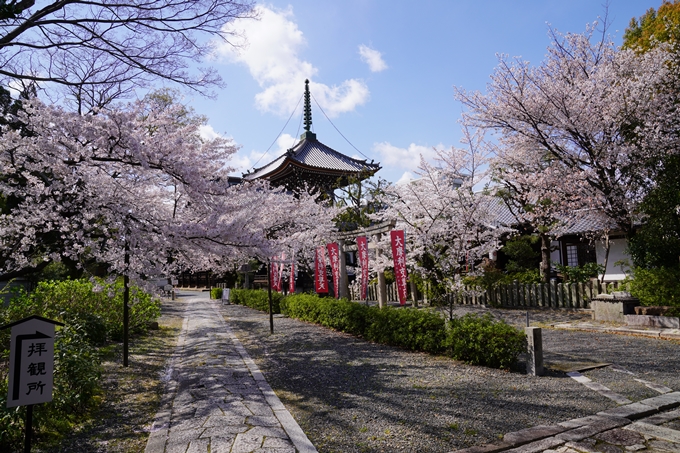 京都_桜_2020_28　本法寺　No11