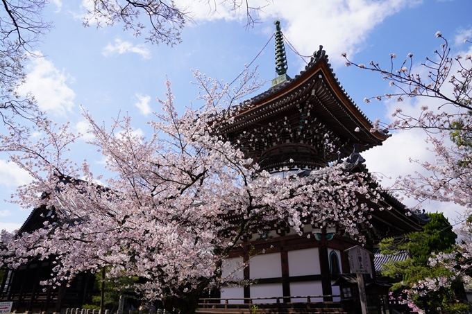 京都_桜_2020_28　本法寺　No12