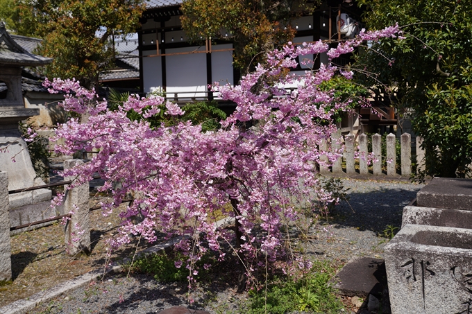 京都_桜_2020_28　本法寺　No13