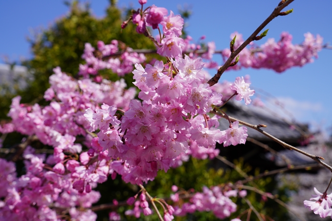 京都_桜_2020_28　本法寺　No14