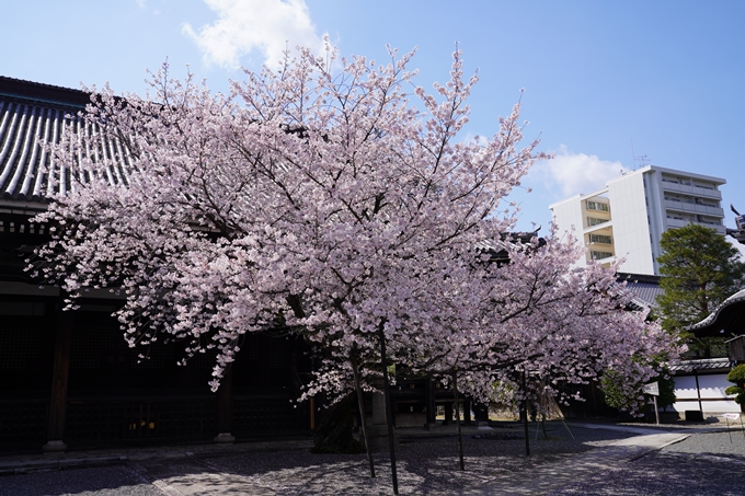 京都_桜_2020_28　本法寺　No15