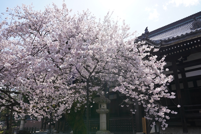 京都_桜_2020_28　本法寺　No16