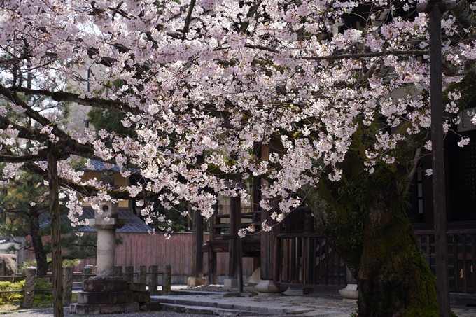 京都_桜_2020_28　本法寺　No17