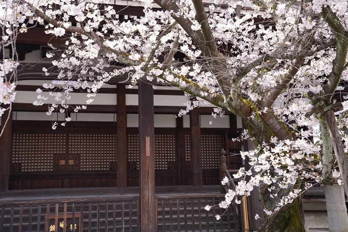 京都_桜_2020_28　本法寺　No18