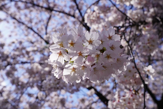 京都_桜_2020_28　本法寺　No19