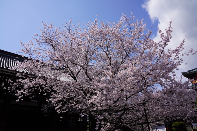 京都_桜_2020_28　本法寺　No20