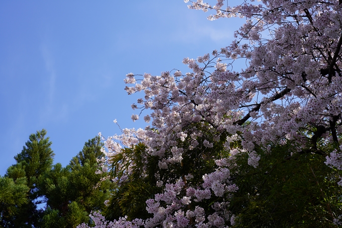 京都_桜_2020_28　本法寺　No21