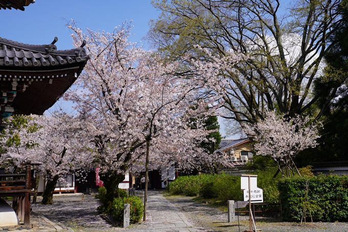 京都_桜_2020_28　本法寺　No22