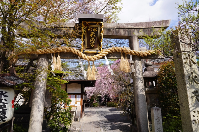 京都_桜_2020_29　水火天満宮　No2