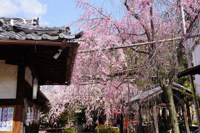 京都_桜_2020_29　水火天満宮　No3