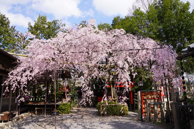 京都_桜_2020_29　水火天満宮　No4