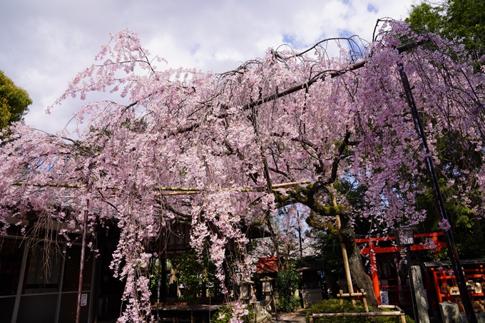 京都_桜_2020_29　水火天満宮　No5