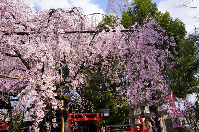 京都_桜_2020_29　水火天満宮　No6