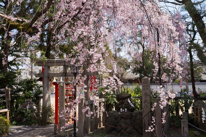 京都_桜_2020_29　水火天満宮　No7