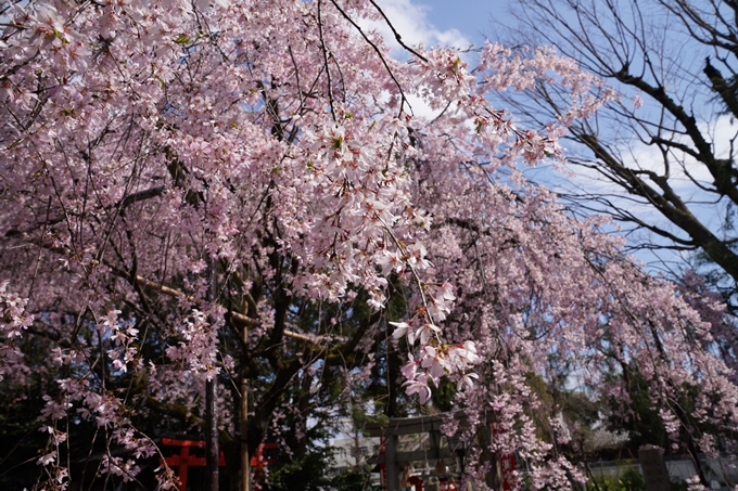 京都_桜_2020_29　水火天満宮　No8