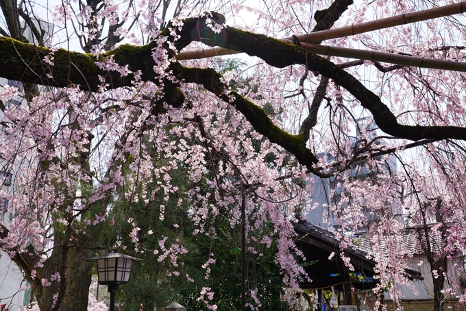 京都_桜_2020_29　水火天満宮　No9