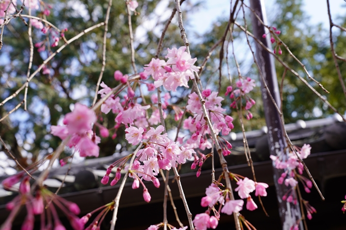 京都_桜_2020_29　水火天満宮　No10