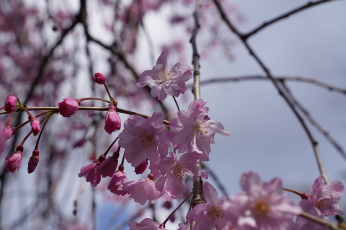 京都_桜_2020_29　水火天満宮　No11