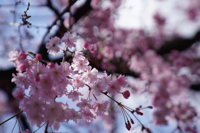 京都_桜_2020_29　水火天満宮　No12