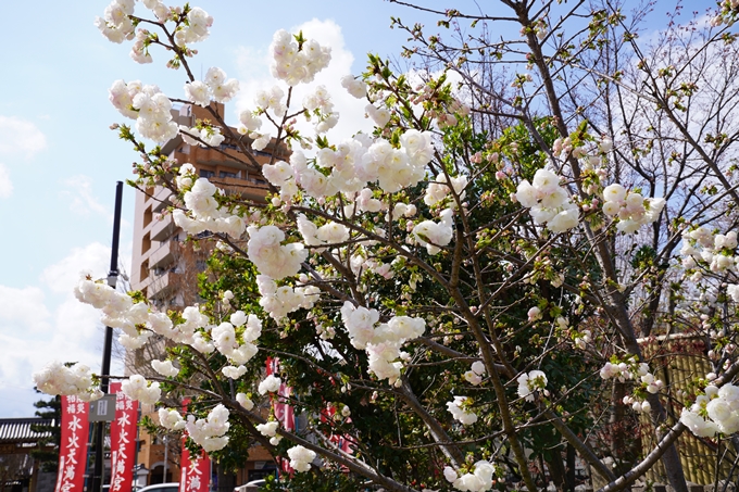 京都_桜_2020_29　水火天満宮　No15