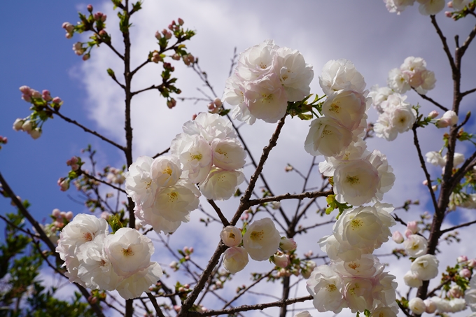 京都_桜_2020_29　水火天満宮　No16