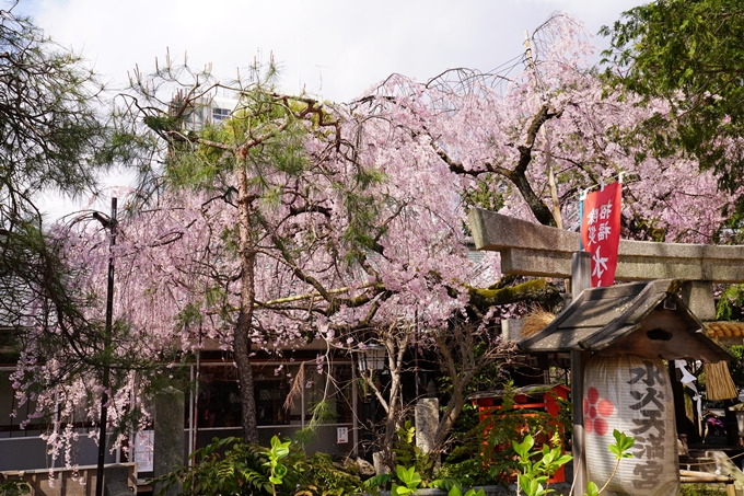 京都_桜_2020_29　水火天満宮　No13