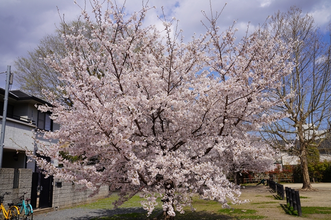 京都_桜_2020_29　水火天満宮　No17