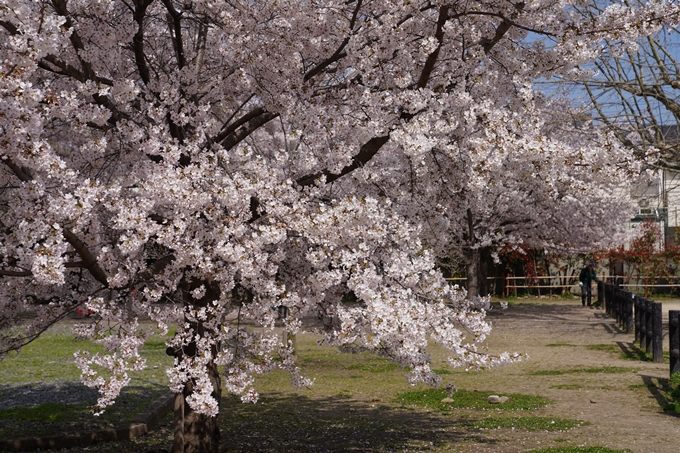 京都_桜_2020_29　水火天満宮　No18